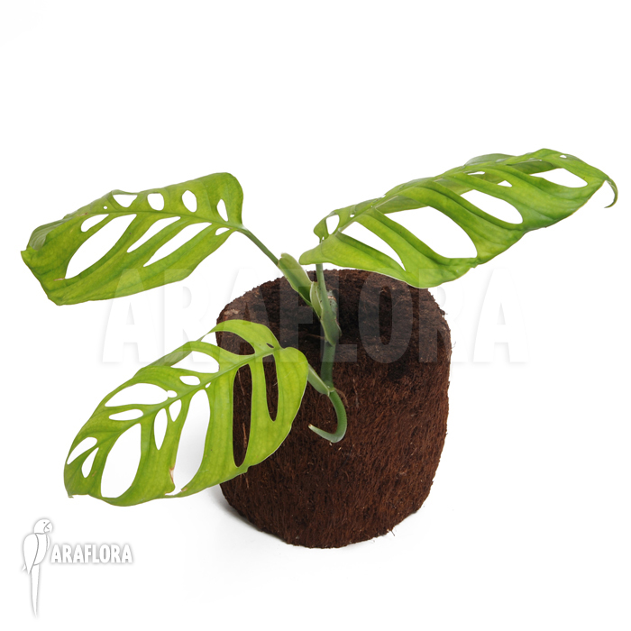 Monstera species Guatemala