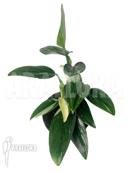 Monstera standleyana (Philodendron Cobra)