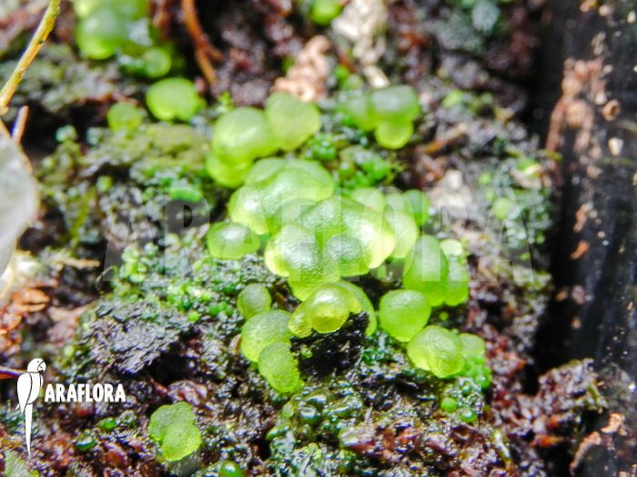 Moss species unknown