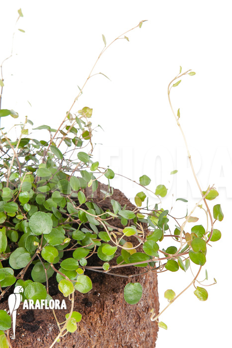 Muehlenbeckia complexa