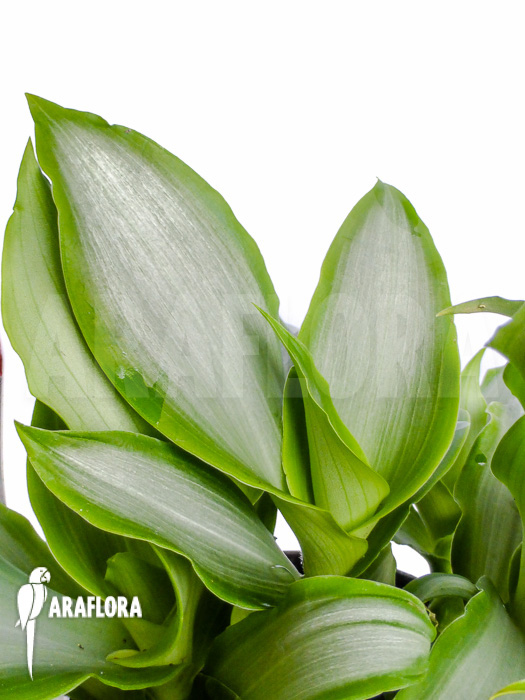 Murdannia loriformis &lsquo;Bright-Star&rsquo;