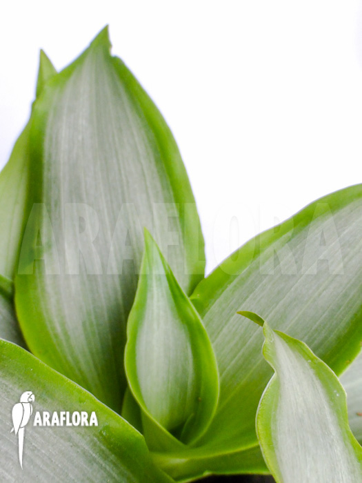 Murdannia loriformis &lsquo;Bright-Star&rsquo;