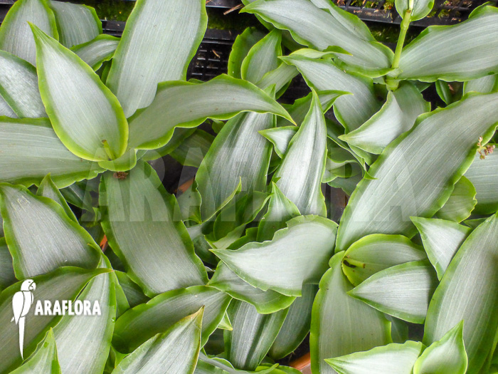Murdannia loriformis &lsquo;Bright-Star&rsquo;