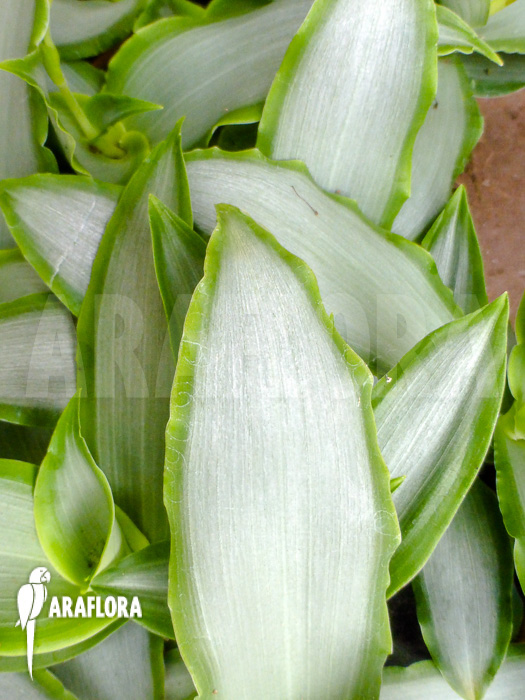 Murdannia loriformis &lsquo;Bright-Star&rsquo;