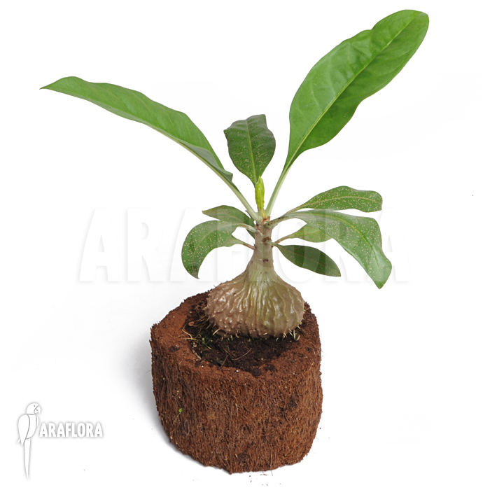 Myrmecodia tuberosa &lsquo;L&rsquo;