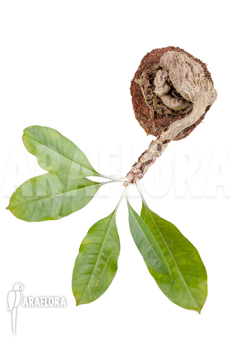 Myrmecodia tuberosa &lsquo;XXL&rsquo;