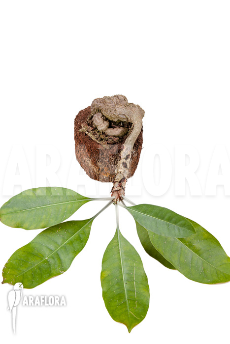 Myrmecodia tuberosa &lsquo;XXL&rsquo;