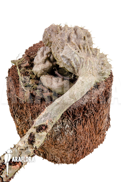 Myrmecodia tuberosa &lsquo;XXL&rsquo;