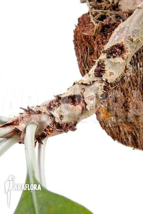 Myrmecodia tuberosa &lsquo;XXL&rsquo;