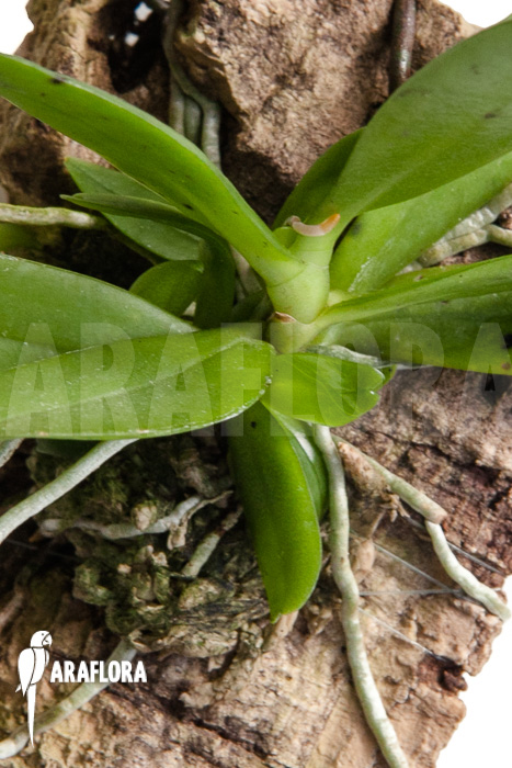 Mystacidium hariotiana