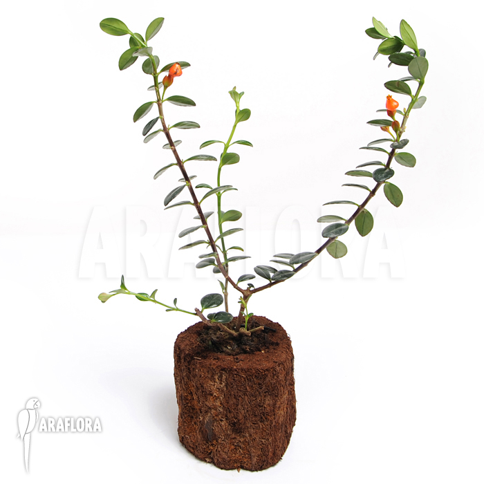 Nematanthus australis