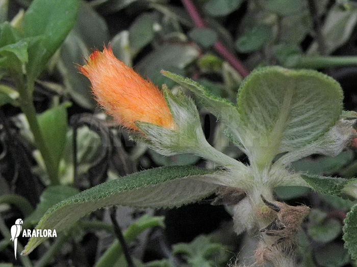 Nematanthus species C &lsquo;Brazil&rsquo;