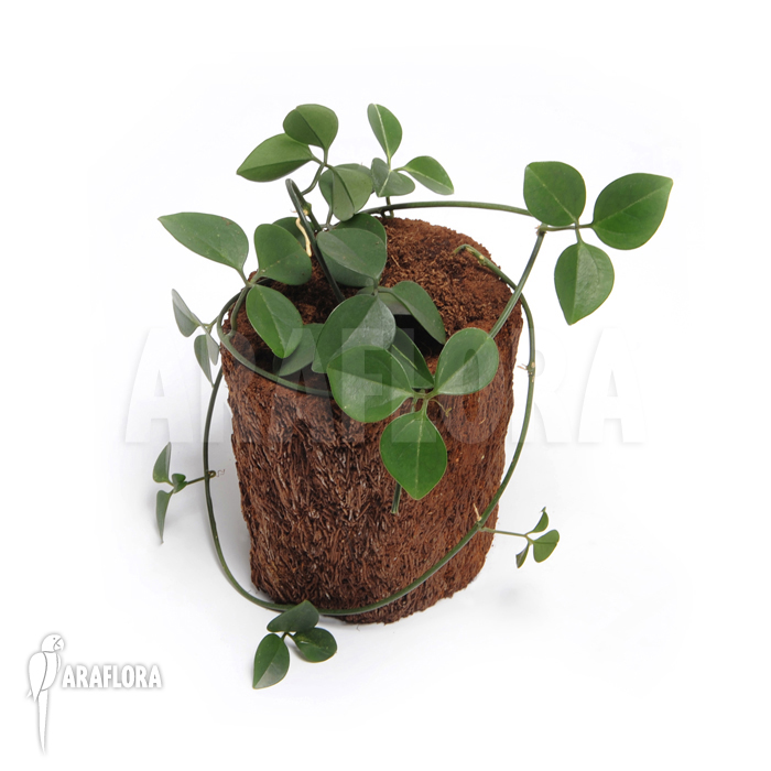 Neoalsomitra sarcophylla