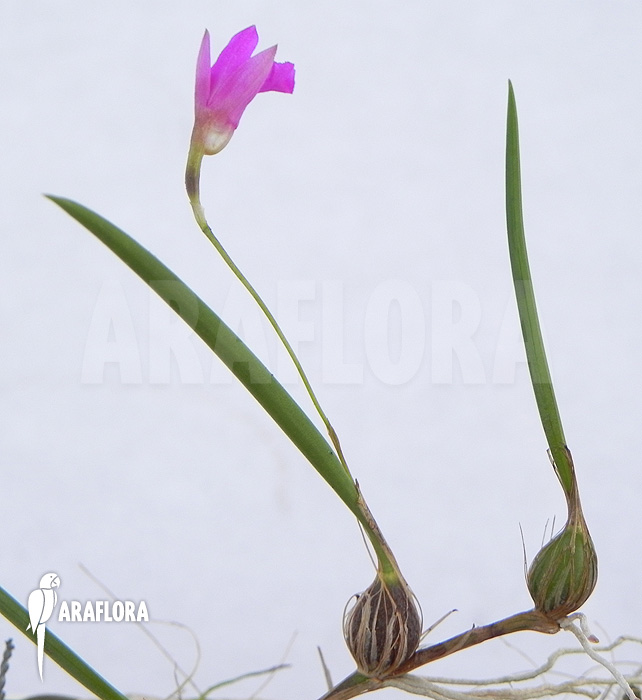 Neolauchea pulchella &lsquo;Isabelia pulchella&rsquo;