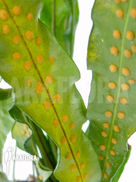 Neolepisorus lancifolius