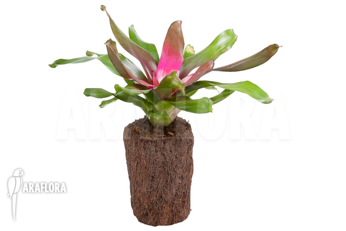 Neoregelia &lsquo;Purple&rsquo;