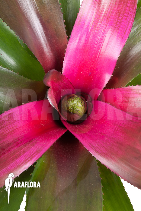 Neoregelia &lsquo;Purple&rsquo;