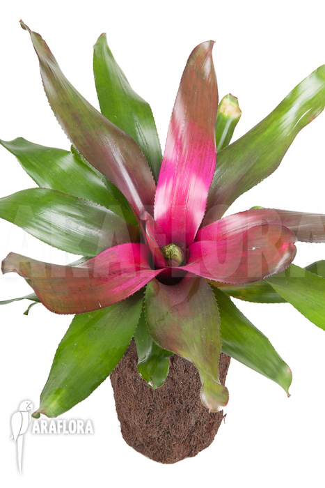 Neoregelia &lsquo;Purple&rsquo;