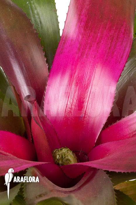 Neoregelia &lsquo;Purple&rsquo;