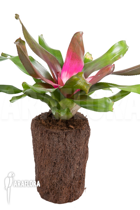 Neoregelia &lsquo;Purple&rsquo;