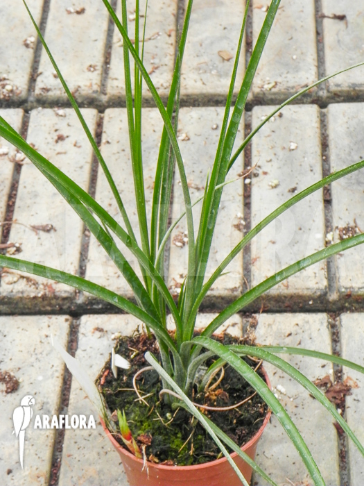 Neoregelia &lsquo;Abendrothae&rsquo;