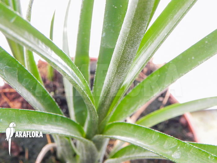 Neoregelia &lsquo;Abendrothae&rsquo;