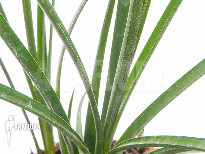 Neoregelia &lsquo;Abendrothae&rsquo;