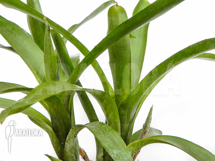 Neoregelia &lsquo;Abendrothae&rsquo;