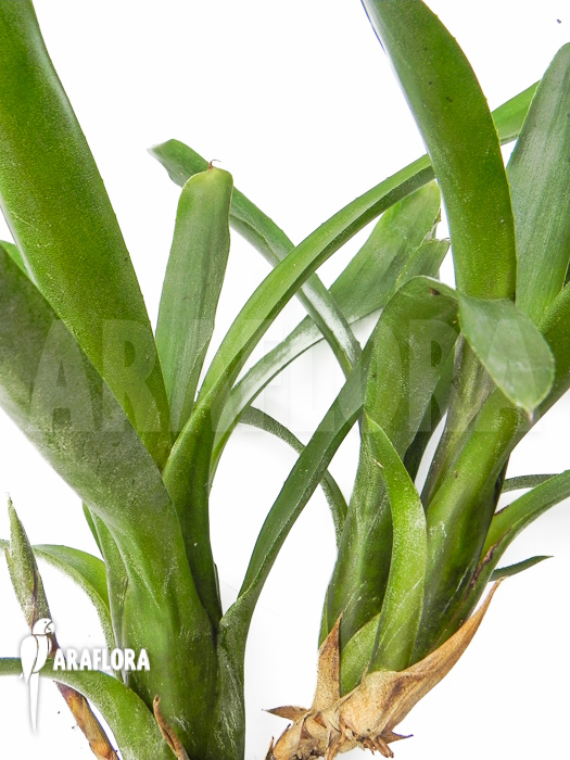 Neoregelia &lsquo;Abendrothae&rsquo;