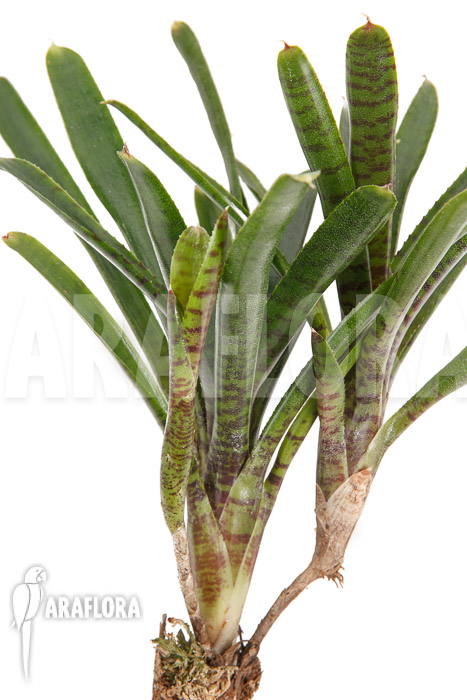 Neoregelia x Pimento