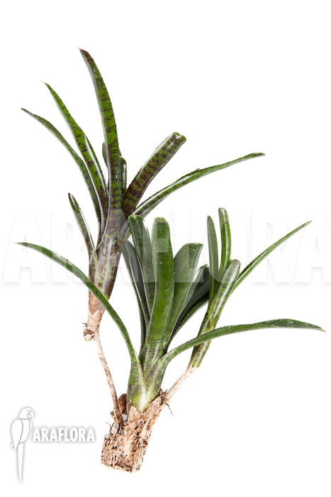 Neoregelia ampullacea &lsquo;Purple&rsquo; Starter