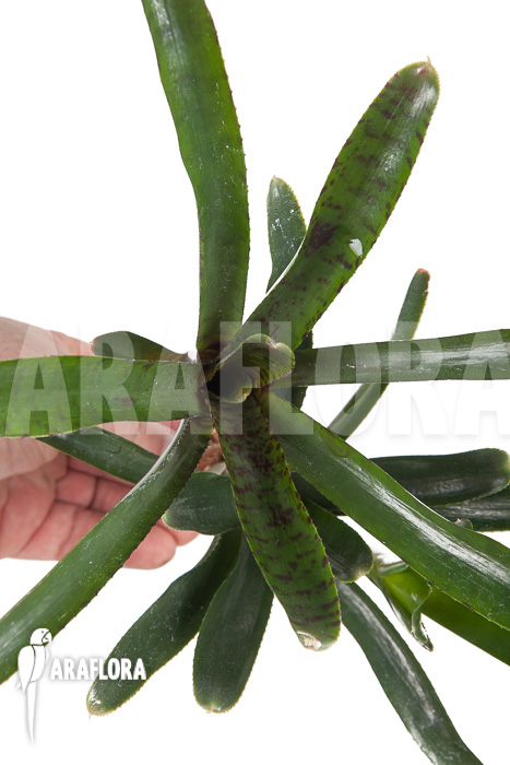 Neoregelia ampullacea &lsquo;Purple&rsquo; Starter