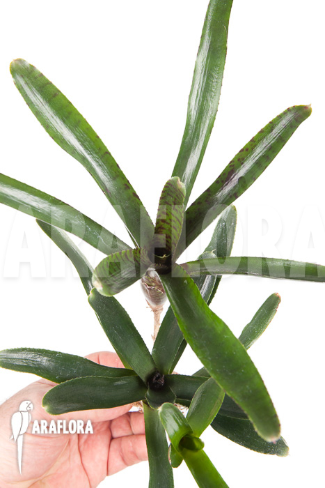 Neoregelia ampullacea &lsquo;Purple&rsquo; Starter