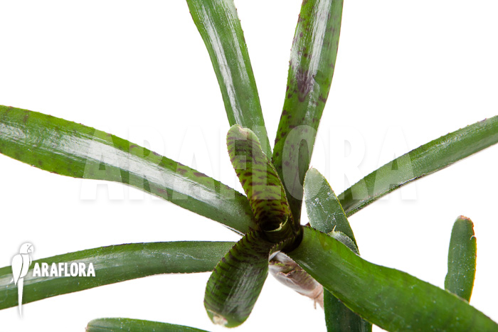 Neoregelia ampullacea &lsquo;Purple&rsquo; Starter