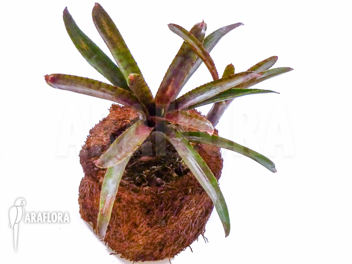 Neoregelia ampullacea &lsquo;Red Clone&rsquo;