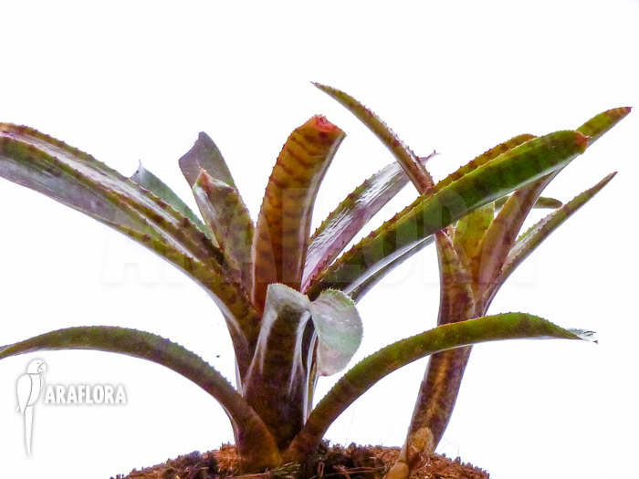 Neoregelia ampullacea &lsquo;Red Clone&rsquo;