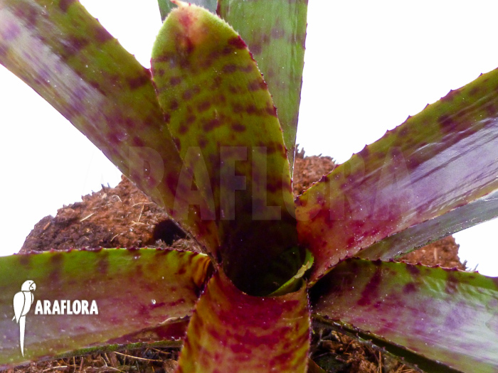 Neoregelia ampullacea &lsquo;Red Clone&rsquo;