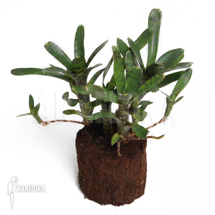 Neoregelia ampullacea &lsquo;Big Tiger A&rsquo;