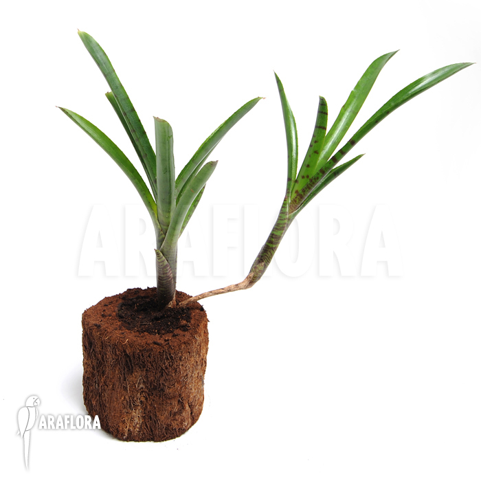 Neoregelia ampullacea &lsquo;Big Tiger B&rsquo;