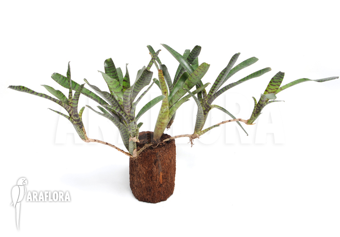 Neoregelia ampullacea &lsquo;Black Tiger&rsquo;