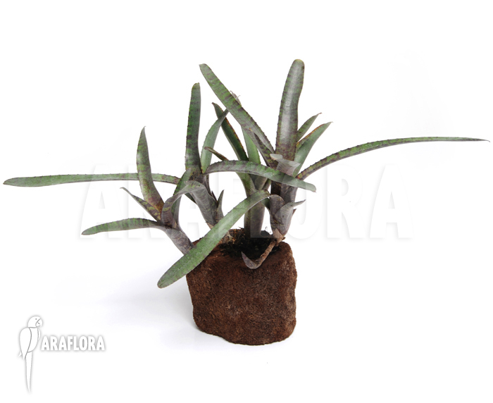 Neoregelia ampullacea &lsquo;Red Clone&rsquo;