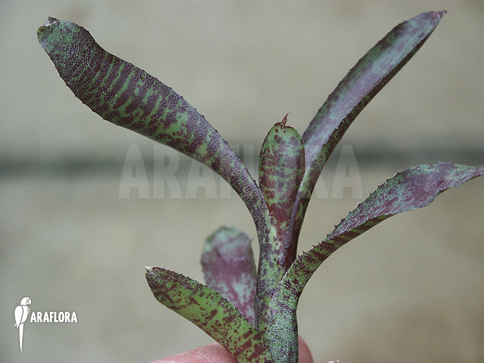 Neoregelia ampullacea &lsquo;Red Clone&rsquo;