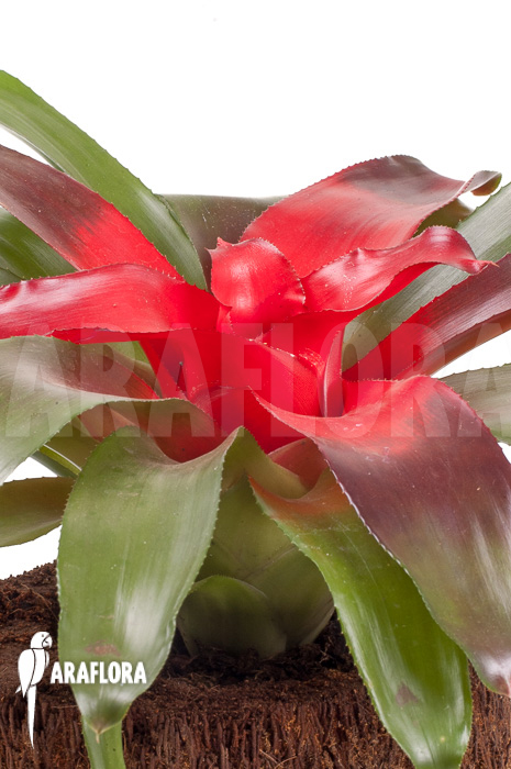Neoregelia carolinae &lsquo;Meyendorf&rsquo;