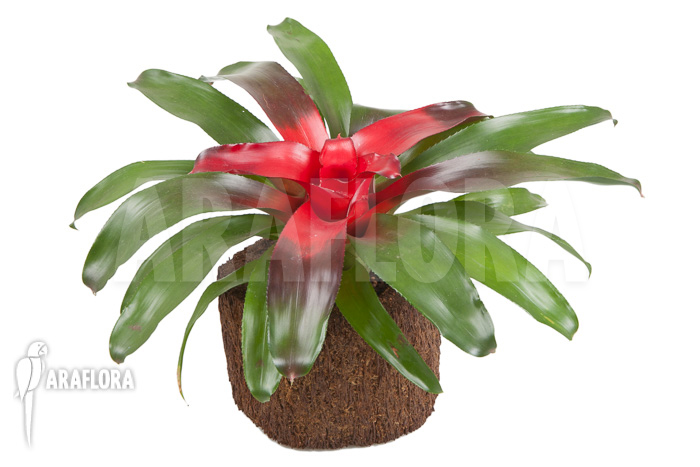 Neoregelia carolinae &lsquo;Meyendorf&rsquo;