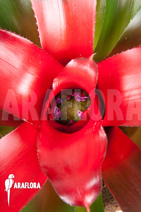 Neoregelia carolinae &lsquo;Meyendorf&rsquo;