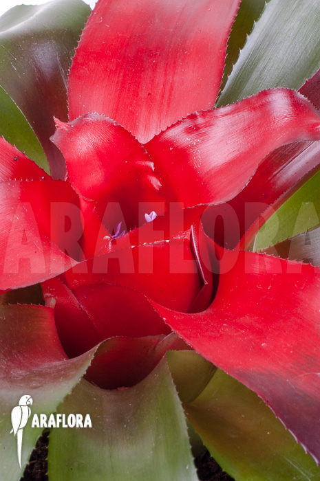 Neoregelia carolinae &lsquo;Meyendorf&rsquo;