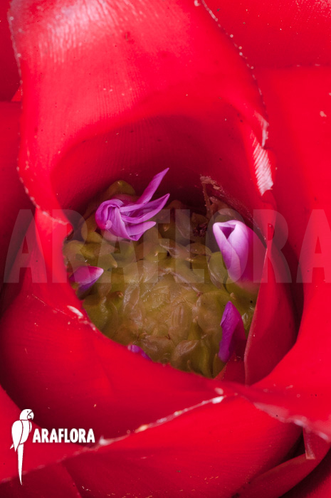Neoregelia carolinae &lsquo;Meyendorf&rsquo;