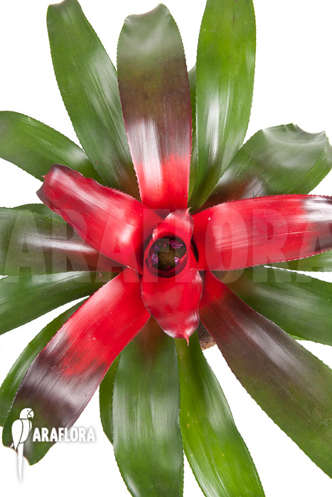 Neoregelia carolinae &lsquo;Meyendorf&rsquo;