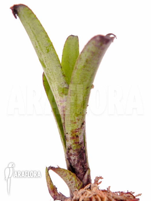 Neoregelia dungsiana &lsquo;Starter&rsquo;