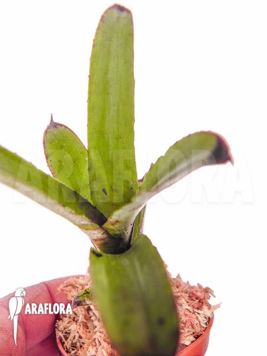 Neoregelia dungsiana &lsquo;Starter&rsquo;